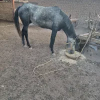 اسب|اسب و تجهیزات اسب‌سواری|میان جلگه, |دیوار