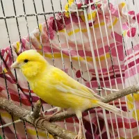 قناری ماده خوشرنگ آماده و سرحال