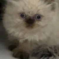 گربه رگدال هیمالین|گربه|اصفهان, خلجا|دیوار