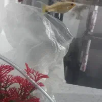 بچه ماهی گپی