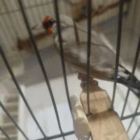 پرنده سهره دورگ باقفس وسایل|پرنده|اسلام‌شهر, شهرک محمدیه|دیوار