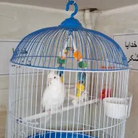 عروس هلندی|پرنده|محمدشهر, محمدشهر|دیوار