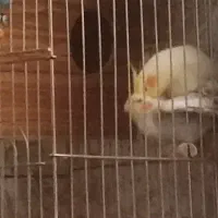 جفت عروس هلندی مولد