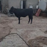تلیسه ابستن رسمی صحرا رو