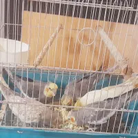 عروس هلندی مولد بشرط