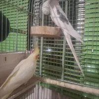 عروس هلندی نر و ماده|پرنده|باغ بهادران, |دیوار