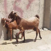 بز با کهره نر