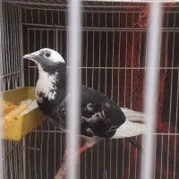 کفتر کبوتر پلنگ ابلغ
