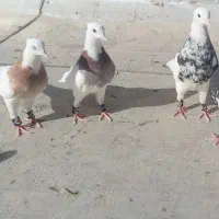 طوقی الماسی