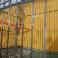 قناری تو سرخ اوپال به شرط جوجه دهی وخواندن بی وقفه|پرنده|قره چای, |دیوار