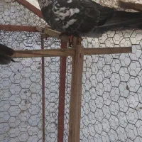 کبوتر پرشی|پرنده|کلارآباد, |دیوار