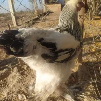 خروس برهما لایت اصیل