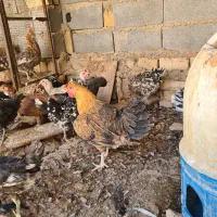 مرغ خوروس گلین