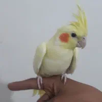 عروس لوتینو ماده اماده