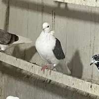 کبوتر ماده پشدار کاکلی|پرنده|کرج, حصارک بالا|دیوار