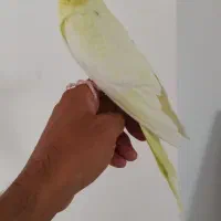 عروس هلندی ماده