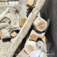 هرس درخت و چوب و خرید