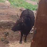 چاق باگوسفد بزوبره عوض میکنم