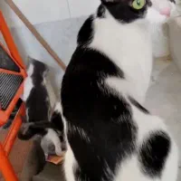 گربه گمشده|گربه|بندر گناوه, |دیوار