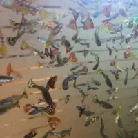 ماهی گوپی|ماهی|یزد, |دیوار