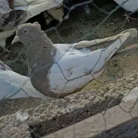 تعدادی ماده قشنگ و هوایی|پرنده|دورود, |دیوار