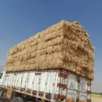 فروش کلش بسته گندم|عمده‌فروشی|تهران, باغ خزانه|دیوار