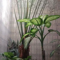 گل نخل خرما گلخانه ای