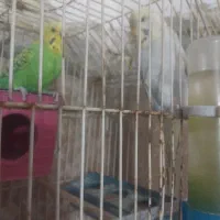 یک جفت مرغ عشق زیبا