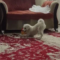 سگ شیتزو|سگ|قم, نخودی|دیوار