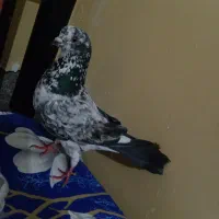 کفتر|پرنده|زابل, |دیوار