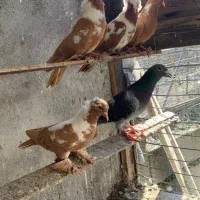 ککیلی|پرنده|اردبیل, |دیوار