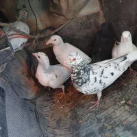 هفرنگ|پرنده|سبزوار, غرب نیروگاه|دیوار