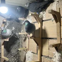 تعدادی پلاکی بشرط هوا