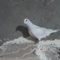 کفتر هودی قلدور کرمونی