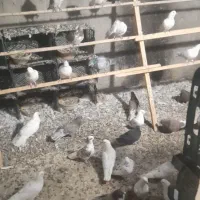 تعدادی کبوتر ناور طوقی و تهرانی|پرنده|قروه, |دیوار