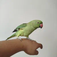 طوطی ملنگو همراه قفس|پرنده|همدان, |دیوار