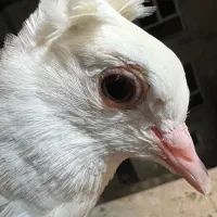 کبوترپیداشده