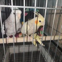 عروس هلندی 2 جفت