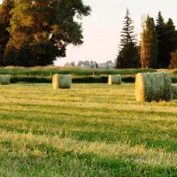 یوجه کوبیده