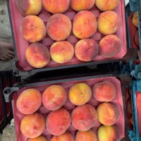 خریدار هلو و شلیل بار سر درختی