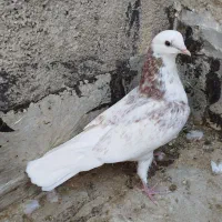کبوتر پرشی گرفتنی 10عدد، ۶عدد جوجه ۴تا کهنه یجایی