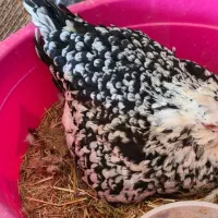 تخم مرغ گلین و خروس گلین|حیوانات مزرعه|ماهدشت, |دیوار