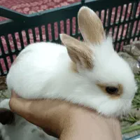 بچه خرگوش نیم لوپ سفید