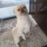 سگ من گمشده