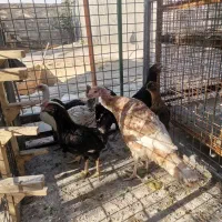 تعدادی مرغ و یک بقلمون