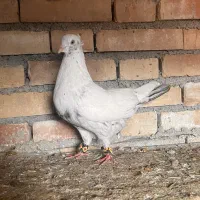 کبوتر رنگی|پرنده|سوسنگرد, |دیوار