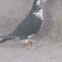 نر کشکی سینه سفید کاکل|پرنده|لار, |دیوار