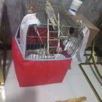 عروس هلندی همراه با وسایل کامل