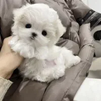 سگ مالتیپو سایز 0 فی 6