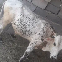 سلام یک گوسال یک بره نر